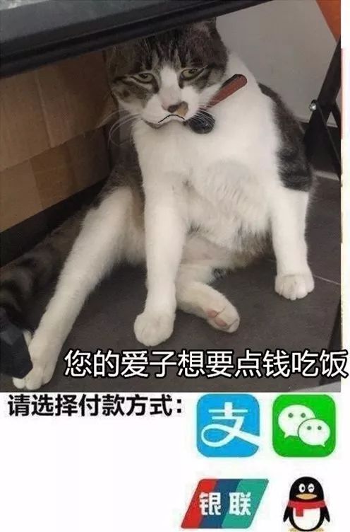 用这些猫咪表情包问爸妈要零花钱,发一张就能要来100块!