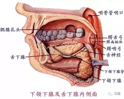 建议收藏口腔解剖图及牙齿记忆口诀