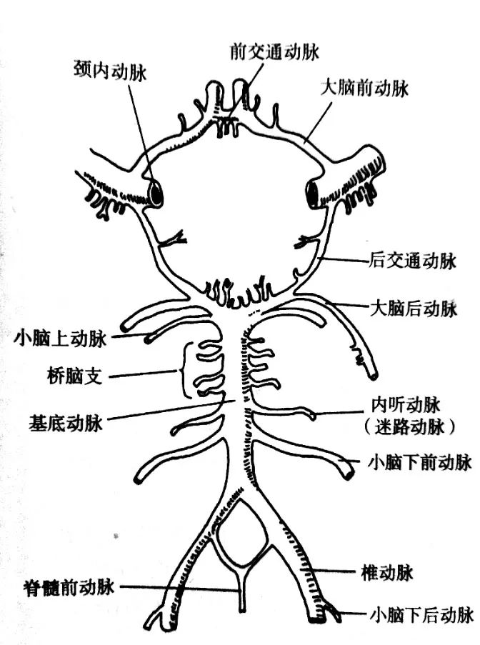 73 4,内听动脉又称迷路动脉,有时发自小脑后下动脉,左右各分出一支