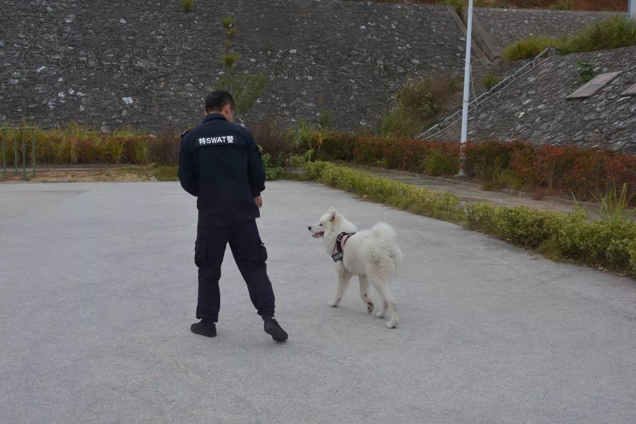 萨摩离家出走"梦想"做警犬,却差点拆散了一对小情侣