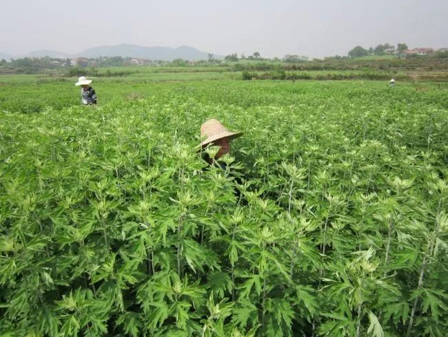 并在家里种植,蕲春艾叶也被称为蕲艾,是 国家地理文化标志产品