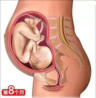 怀孕第8个月(28～31周)