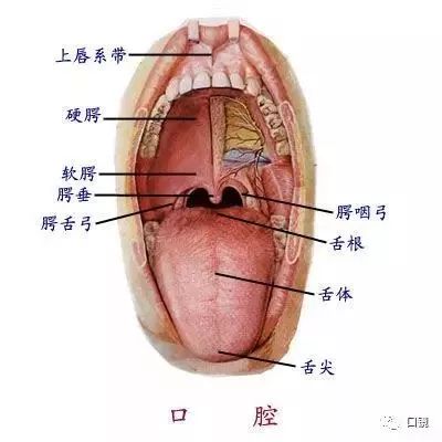 建议收藏口腔解剖图及牙齿记忆口诀