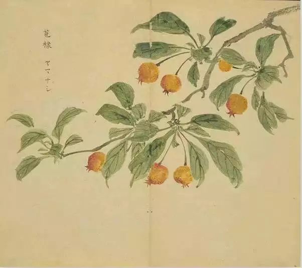 诗经里的植物长啥样53幅手绘画搭配诗句这么背诗简直美翻了