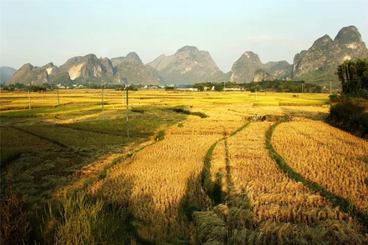 赏黄金稻海,梦多奇溶洞,大斑石,千层峰~品尝更多"封"收滋味.