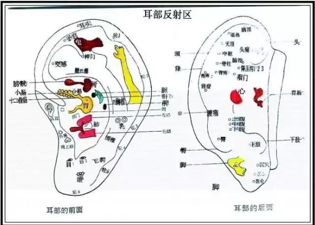 人体五大反射区的有图详解.