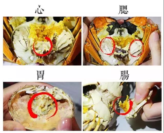 蟹胃:螃蟹是杂食性动物,它的胃部很脏.