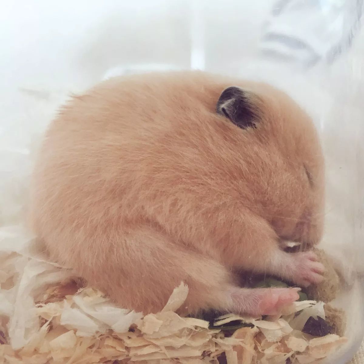 日本一妹子养了一只小仓鼠,可圆可方可长条,毛茸茸的