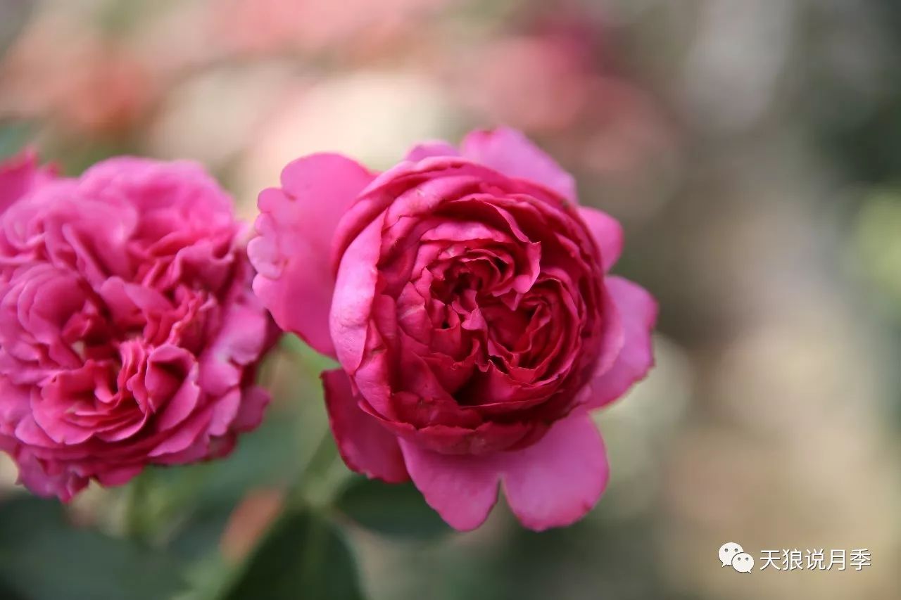 艳丽的深粉色,浓烈的香气,牡丹般的美丽花型,80 的花瓣,伊芙伯爵至今