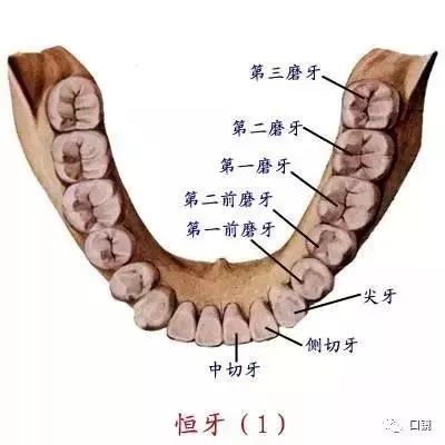 [建议收藏]口腔解剖图及牙齿记忆口诀