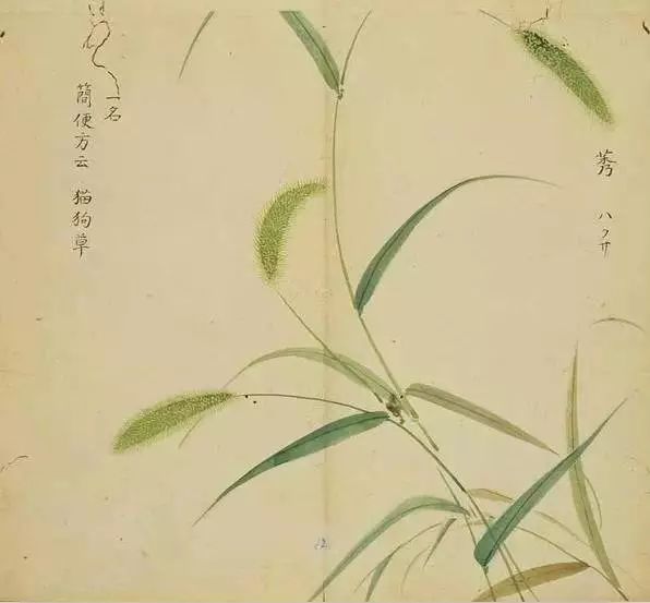 《诗经》里的植物长啥样?53幅手绘画搭配诗句,这么背