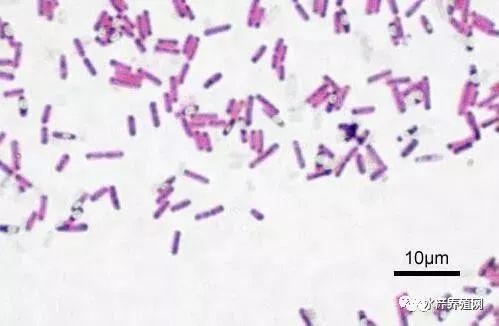 芽孢杆菌的种类 目前,可利用的芽孢杆菌有:枯草芽孢杆菌,凝结芽孢杆菌