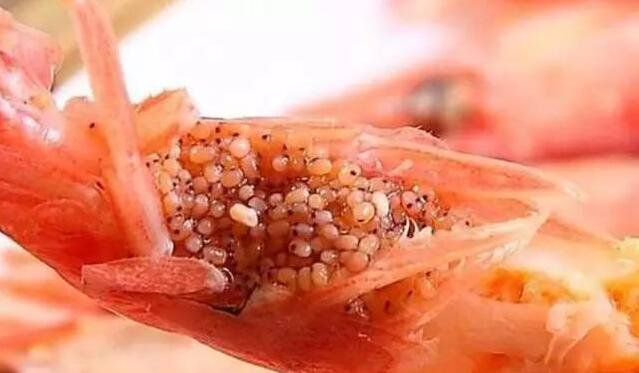 最初虾籽在北极虾的头部