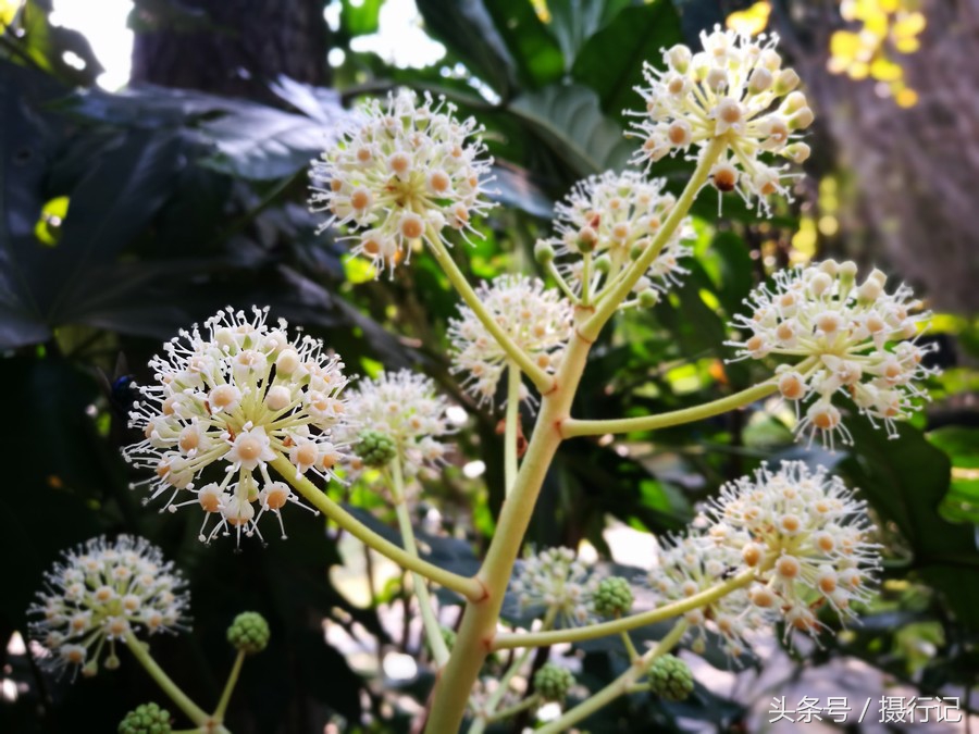 这花名叫"八角金盘花".