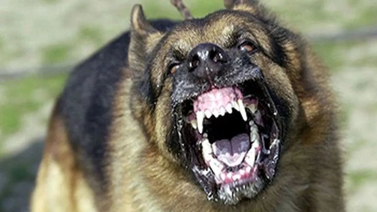又?一名堪培拉女性遛狗时被两只恶犬攻击至重伤!