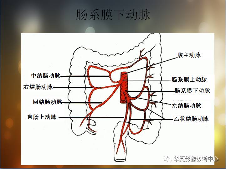 最全的腹部血管解剖图谱伴cta图赶紧收藏了二