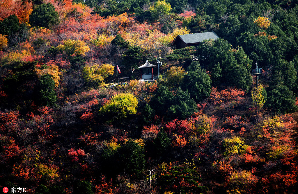 北京香山景区观红叶正好 游客络绎不绝