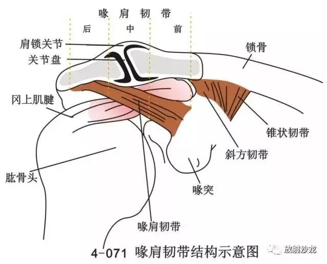 冈上肌出口位(y位)的投照方法,相关解剖及临床意义(全面!实用!