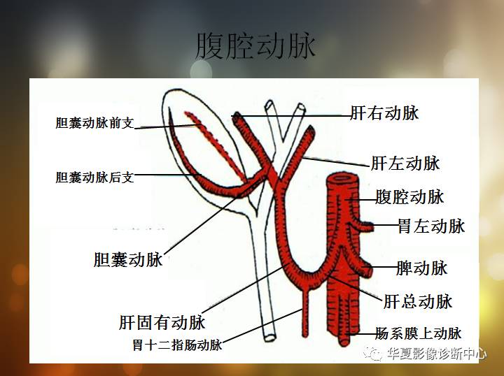 最全的腹部血管解剖图谱伴cta图,赶紧收藏了(一)