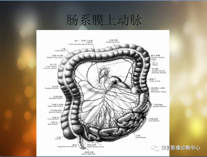 最全的腹部血管解剖图谱伴cta图,赶紧收藏了(二)