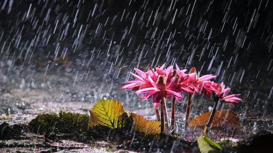 每一滴雨落在我身上,都要把我夯进故土