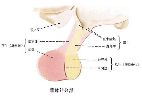 眼睛瘙痒与疼痛：常见原因及应对措施