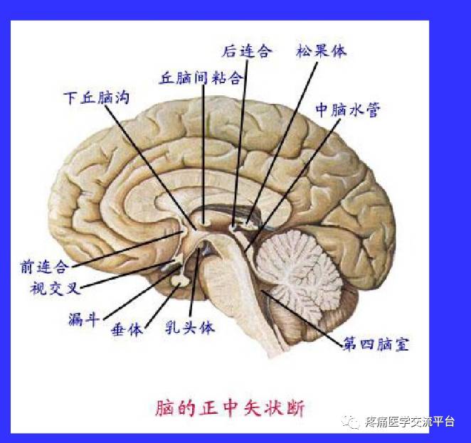 中枢神经系统解剖学