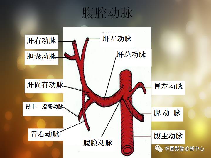 最全的腹部血管解剖图谱伴cta图赶紧收藏了一