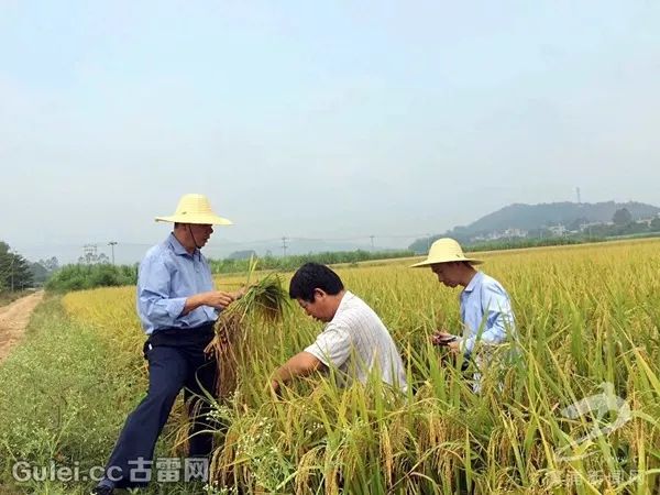 漳浦县霞美镇溪仔村人口_漳浦县佛昙镇东坂村