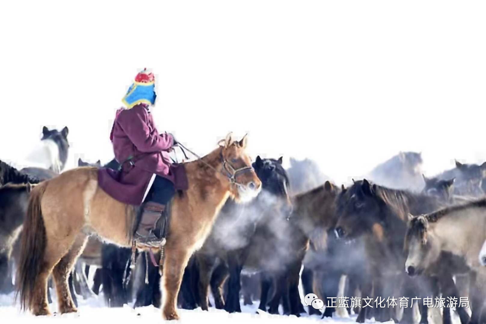 正蓝旗《浑善达克》冬季那达慕主角之一 ——蒙古马