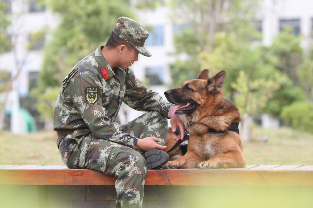 来福从军记 | 一只服役六年的汪星人自诉【军犬总动员