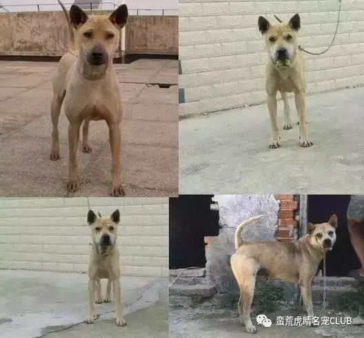 左上:湖北箭毛犬;右上及左下:被认为是古早味的沙皮;右下:广西腾狗