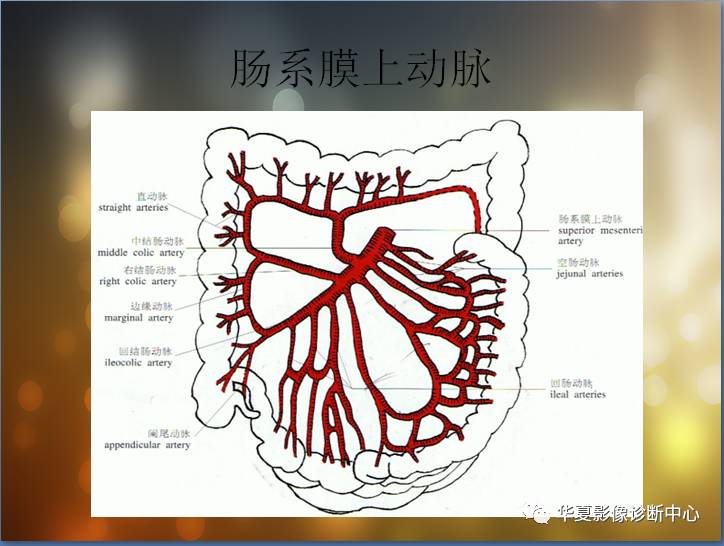 最全的腹部血管解剖图谱伴cta图赶紧收藏了二