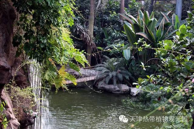 天津热带植物园家庭年卡(2大1小)双十一限时购,原价699现价365!