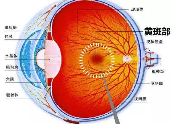 人眼结构图▼▼▼想了解眼睛的疾病和治疗方法,首先需要熟悉眼睛的