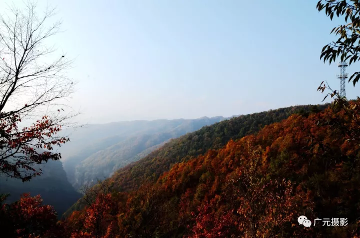 让我们来领略旺苍盐河那遍山的红叶,铺在辽阔起伏的米仓山脉