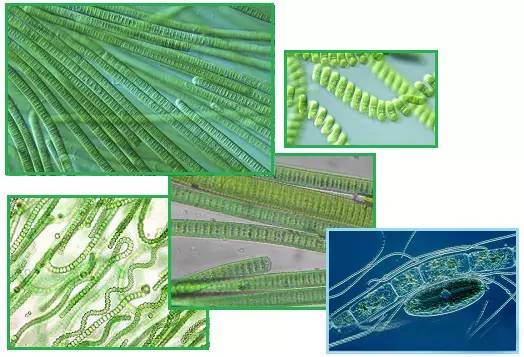 显微镜下的各种微囊藻形态 ● 首先,现有生活饮用水对微囊藻毒素限制