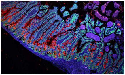 nature:重磅!首次绘制出小肠细胞图谱