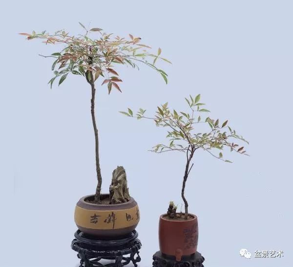 【盆景艺术】南天竹的种植与养护