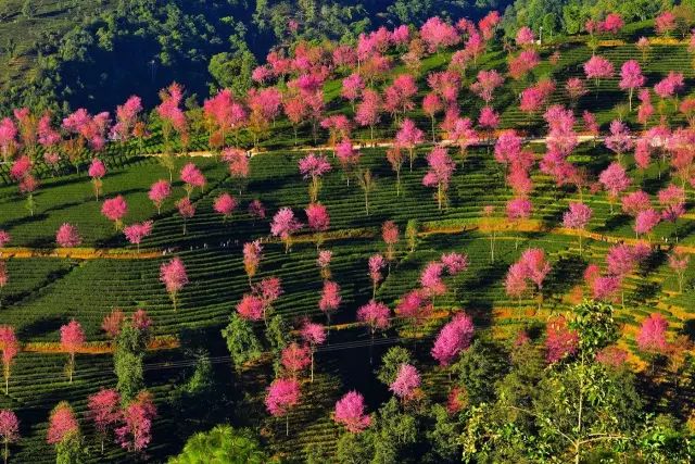 【樱花正红】畅享大理南涧无量山樱花谷,环游洱海,玉龙雪山冰川盛景