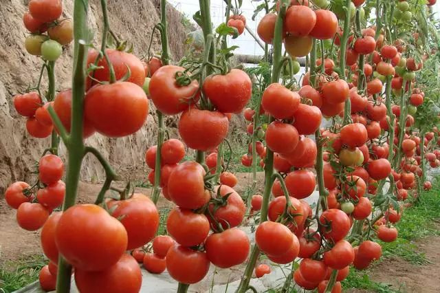 做好这七项技术措施,温室番茄每亩产20000多斤,是可以
