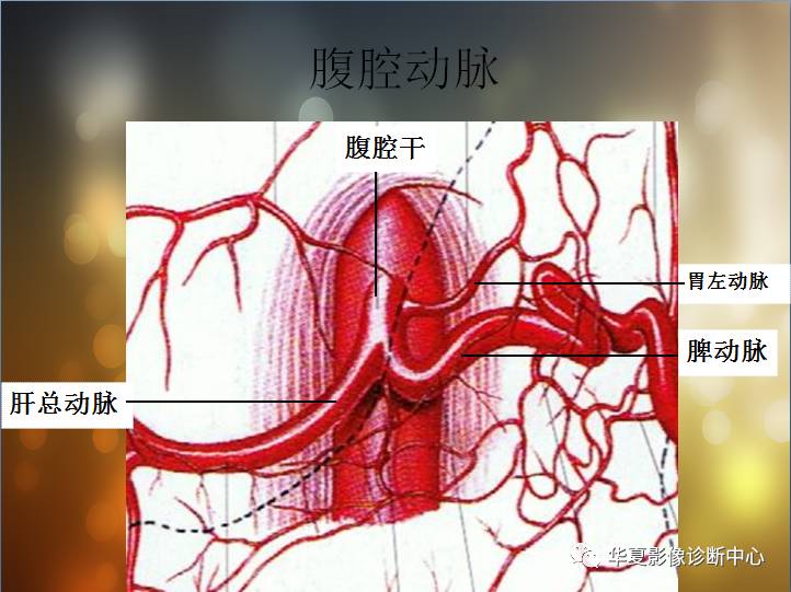 最全的腹部血管解剖图谱伴cta图赶紧收藏了一