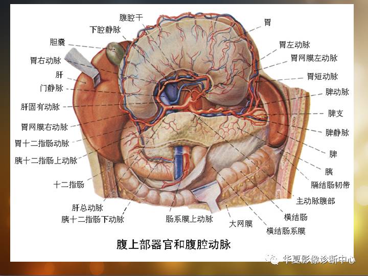 最全的腹部血管解剖图谱伴cta图赶紧收藏了一