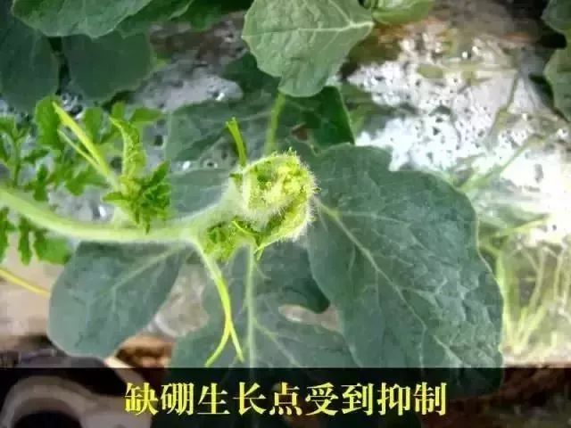 一周学会西瓜病虫害防治 —第5天