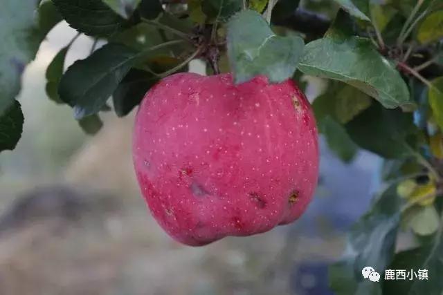 苹果的种植环境大抵如此,高原上蓝天白云,清晨云雾缭绕,梦幻如仙境,不