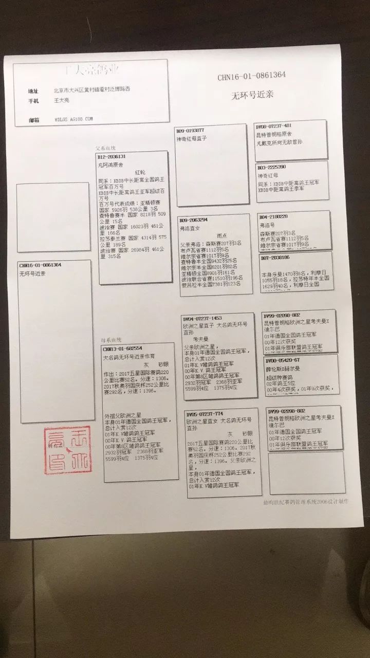 北京赛鸽名家王大亮6羽精品种鸽欣赏出售血统