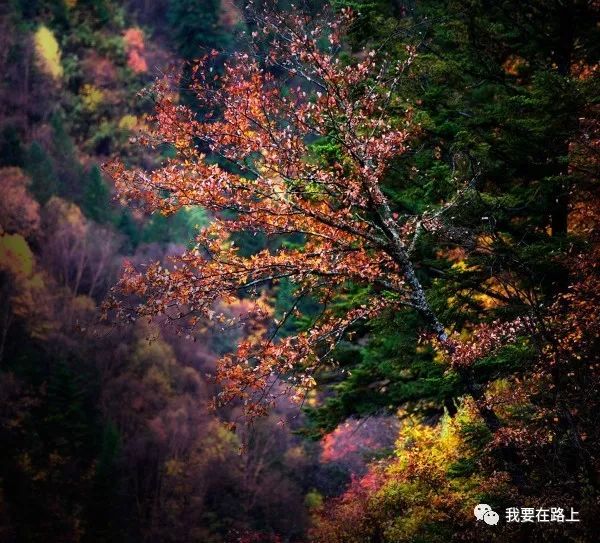 逆风飞扬成语什么意思_逆风飞扬图片