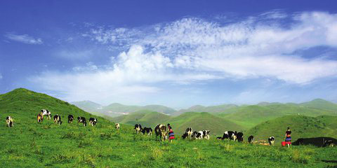 中国第一牧场——南山牧场 自然风光