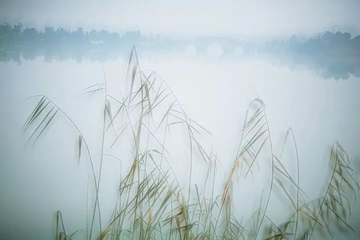 溯洄从之,道阻且长.溯游从之,宛在水中央.蒹葭萋萋,白露未晞.