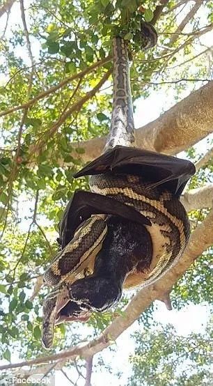 澳洲日常:毡蟒捕食大蝙蝠 悬挂树枝将猎物活活勒死